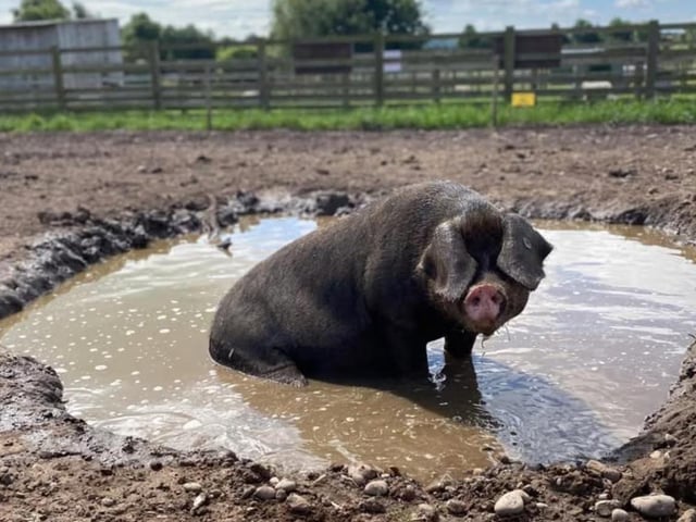 Staying cool in the makeshift pool.