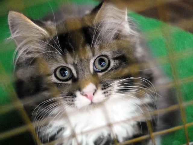 Top Cat and Tails Cattery, New Lane, Hilcote.