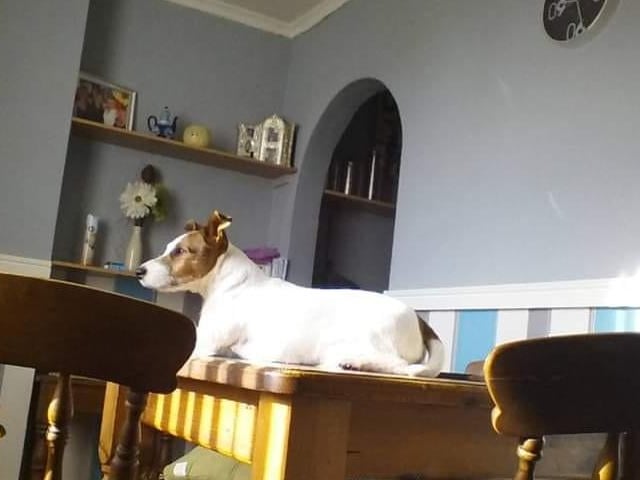 Sue shared this sunny snap of her rescue.