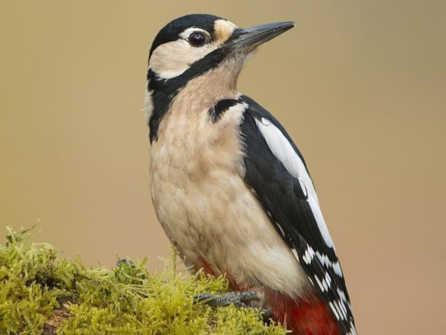 Sherwood Forest is not only a haven for outlaws, but also woodpeckers. And this Friday and Sunday (9 am to 10.30 am), you can join a wildlife expert on a guided 90-minute walk, designed to reveal more about these iconic birds among Robin Hood's trees. With the UK's three native woodpeckers species -- great spotted, lesser spotted and green -- all resident, the forest resounds to their unmistakable drumming throughout the winter and spring.