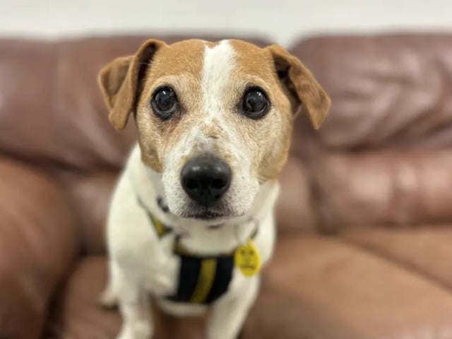 14-year-old Jack Russell Stuart may be an older boy, but he still loves his walks and potter around the garden. After he has been out on his mini-adventures, he loves to curl up next to someone and sleep the rest of the day away. He’s currently being cared for by a Dogs Trust foster family and has settled in well. Stuart is looking for a family who will be around for most of the day, as he really loves to have a human companion. He can live with young adults aged 15 years and over, but he must be the only pet in the home, as he prefers to avoid other dogs if possible. See www.dogstrust.org.uk/rehoming/dogs/terrier-jack-russell/1251978