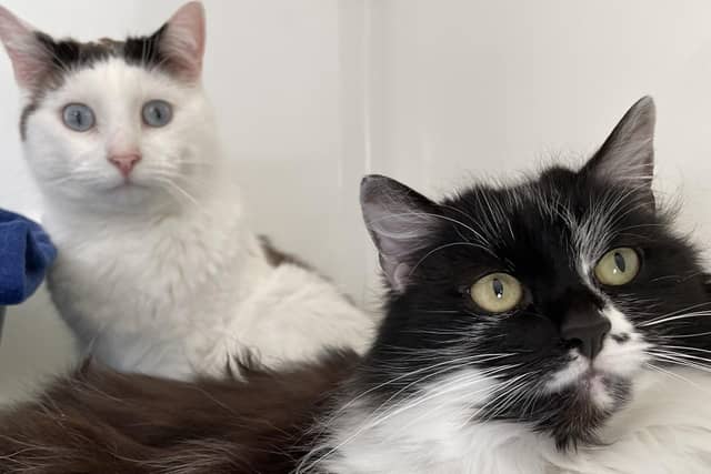 Are you searching for the perfect pair to complete your home? Look no further than Enzo and Dior! Dior is the clever one in the duo and can be a bit sassy at times, while Enzo is a sweet boy who loves to be petted and fussed over more than anything else. They would be happy to live with older children, as they have done in the past.