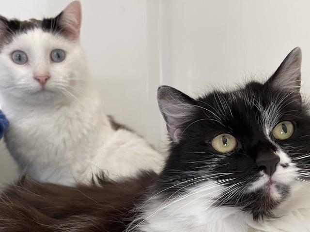 Are you searching for the perfect pair to complete your home? Look no further than Enzo and Dior! Dior is the clever one in the duo and can be a bit sassy at times, while Enzo is a sweet boy who loves to be petted and fussed over more than anything else. They would be happy to live with older children, as they have done in the past.