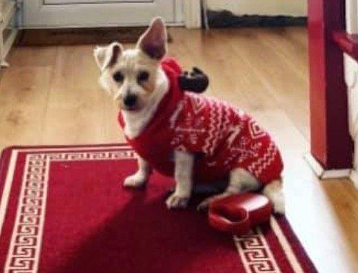 In the run up to Christmas 2020, our readers have shared their pets adorable festive costumes. Here's Dolly.