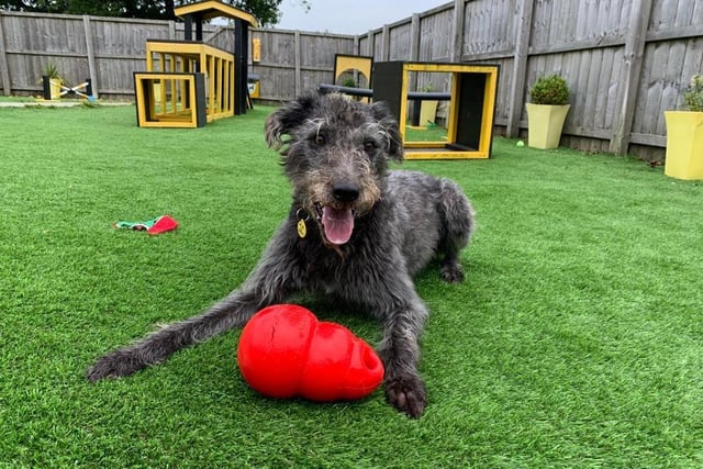 Brodie is a six year old male Deerhound cross. He is a sweet and friendly boy, and can be a little shy when meeting new people, but quickly makes friends and would like to live in a quiet household.