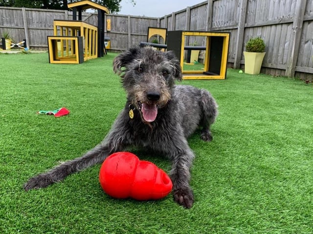 Brodie is a six year old male Deerhound cross. He is a sweet and friendly boy, and can be a little shy when meeting new people, but quickly makes friends and would like to live in a quiet household.