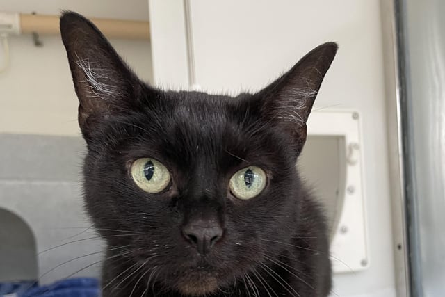Can Twinkle bring some sparkle to your life? This senior star is looking for a lovely new home. Twinkle would need to be the only pet in the home so she can twinkle so ever brightly.