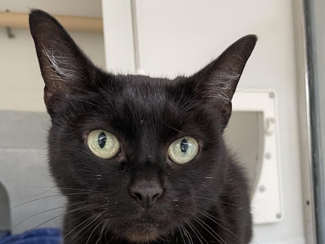 Can Twinkle bring some sparkle to your life? This senior star is looking for a lovely new home. Twinkle would need to be the only pet in the home so she can twinkle so ever brightly.