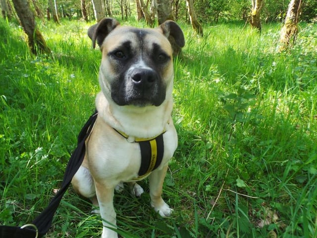 Rory is a three year old Crossbreed. He is an incredible boy with a zest for life so is looking for owners who can keep up with him! He really enjoys training so would love his human pals to be committed to this.