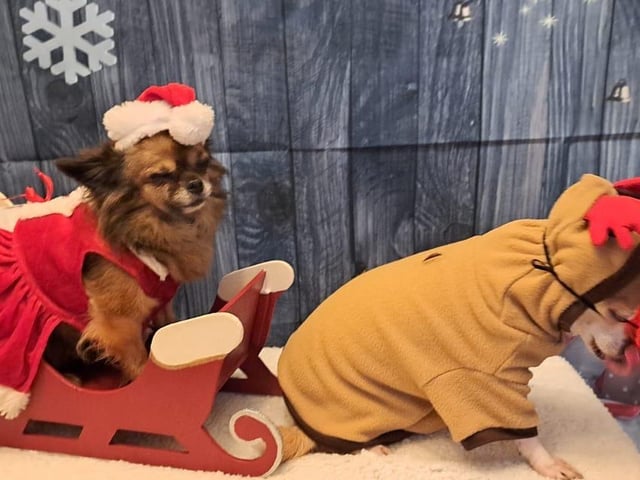 Wendy shared this festive photo of Ruby and Stanley.