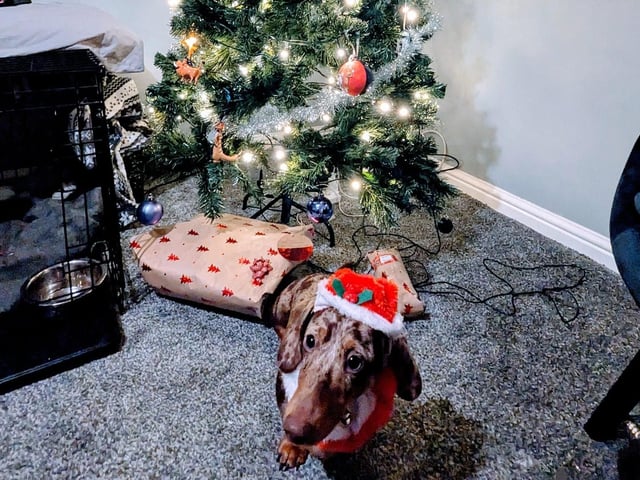 This little guy has the perfect name for Christmas. Meet Bailey. Thanks for sharing, Beth.