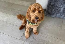 Cockapoo Baxter