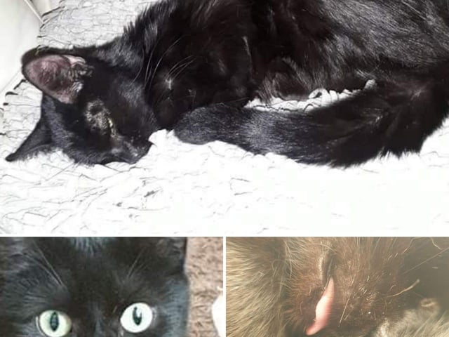 Lucky found Sarah over six years ago, in an awful state. Sarah said: "My beautiful girly has gone from strength to strength with our love and devotion to her." (First pic was when she first came to Sarah, the last pic is recent).