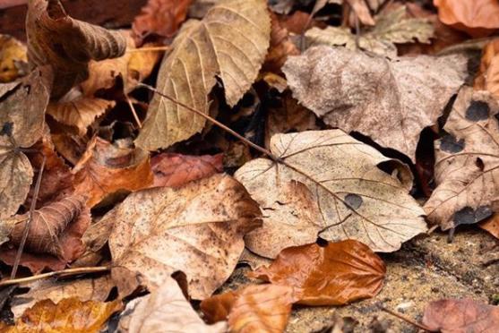 Is there anything better than a pile of crunchy leaves - @anna_rei11y