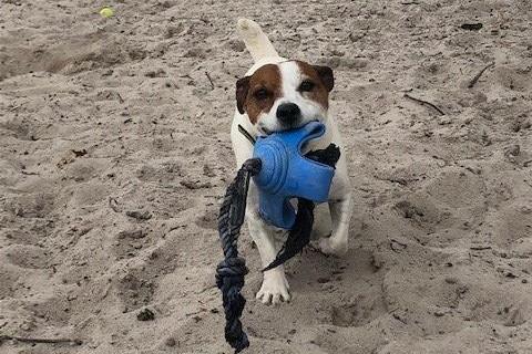 Alfie is a nine year old Jack Russell Terrier.  He is looking for a peaceful home with an experienced owner who has owned terriers before.  He can be uncomfortable with close handling and does take time to trust you.