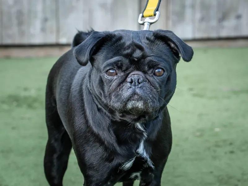 Mansfield dog lover issues warning over scorching pavement temperatures
