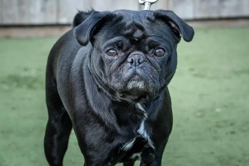 Mansfield dog lover issues warning over scorching pavement temperatures