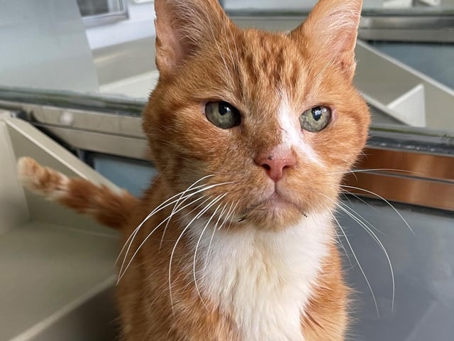 Tigger is a proper rescue cat. He came to Mansfield Cat Rescue following his owner sadly passing away. He is the oldest cat at the centre but he also is probably the fussiest, according to staff. Tigger is looking for a retirement home to spend his golden years, giving lots of cuddles and receiving the love and attention he deserves.