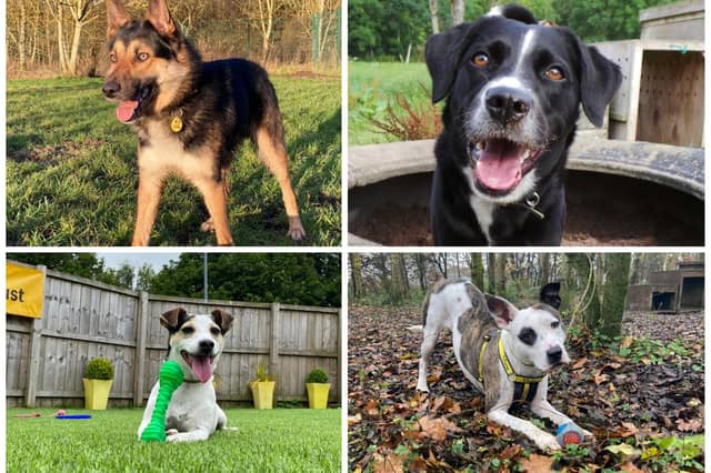 Dogs seeking their forever homes in Edinburgh. Photo: Dogs Trust