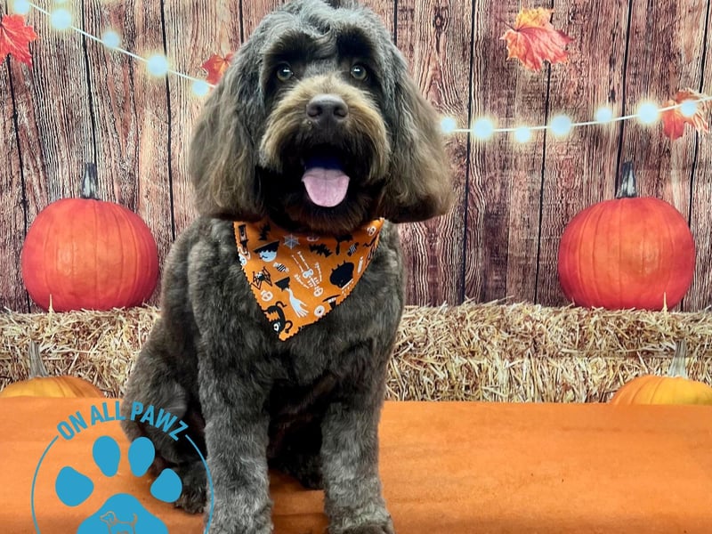 The announcement of the photoshoot was well received by customers, with many expressing enthusiasm to have their dogs photographed during spooky season.
