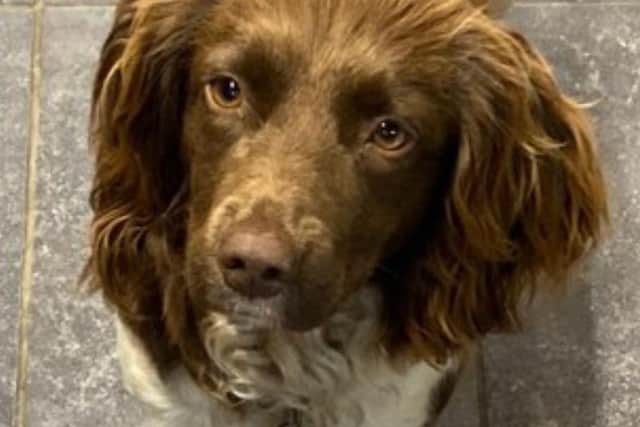 Lily was in her owner's car that was stolen at The Moor area last Wednesday.