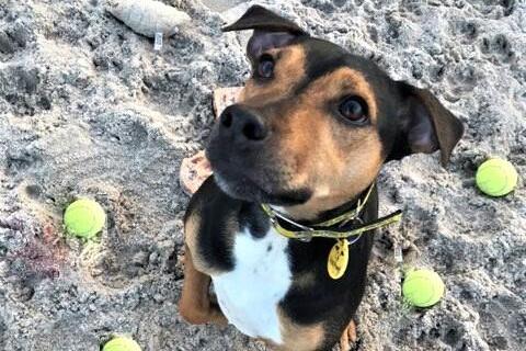 Scooby is a five year old Terrier cross. He is looking for a rural environment where he won't come in to contact with other dogs. He is friendly and affectionate with his owners but does not like strangers approaching him.
