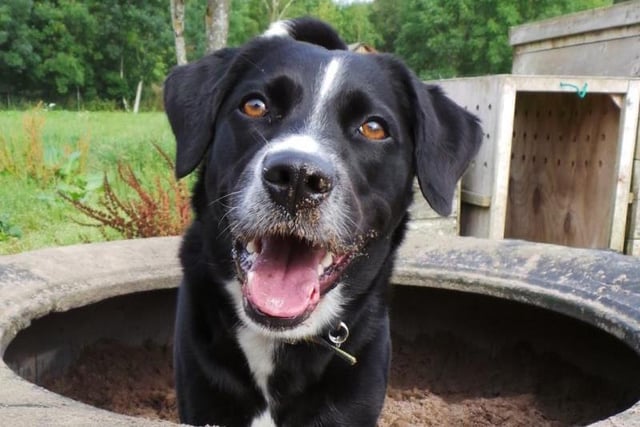 Holly is a nine year old Collie cross. She is looking for a quiet rural home, where it is calm and peaceful. She is a sensitive soul who only likes being with her owners and can take time building new friendships with people.