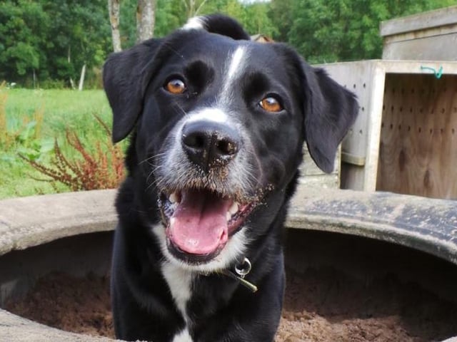 Holly is a nine year old Collie cross. She is looking for a quiet rural home, where it is calm and peaceful. She is a sensitive soul who only likes being with her owners and can take time building new friendships with people.