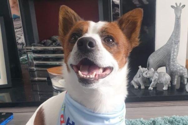Nicola Carr said: This is Leroy, two years old, he's helped my oldest boy get over the fear of dogs. He's so loving and always looking out for my two boys. He's always got such a happy smiling face when he meets new people.