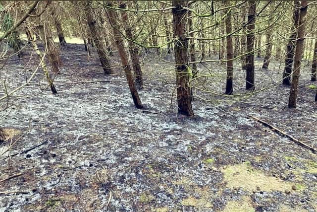 A 2,000 square metre area of woodland was ablaze.