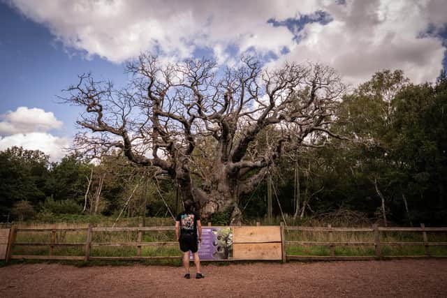 A leafless Major Oak in the heart of Sherwood Forest