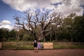 A leafless Major Oak in the heart of Sherwood Forest