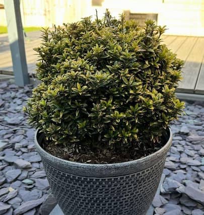 Spring is approaching, bringing warmer and drier weather for gardening.