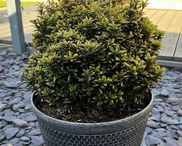 Spring is approaching, bringing warmer and drier weather for gardening.