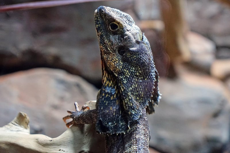A frilled lizard chilling out in its enclosure.