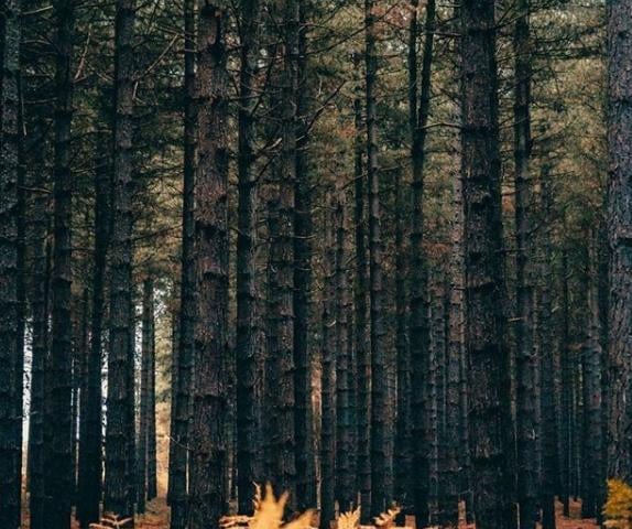 November is the perfect time to go for a walk through woodlands - @david8photography