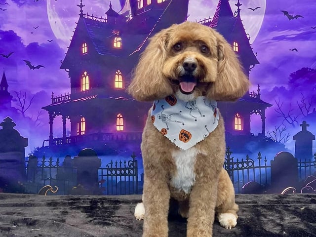 One more happy pampered pooch