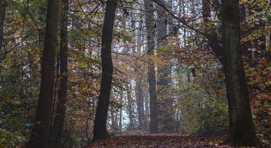 The misty weather made the woods look eerie this week - @robsmithufpc