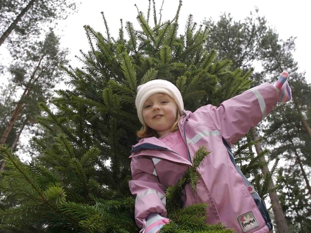 Forestry Commision, Sherwood Pines Forest Park, Notts. Zoe Bray pictured with Christmas Trees. November, 2007.