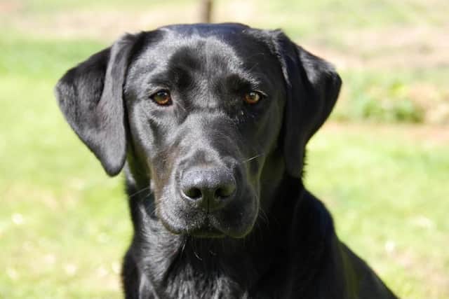 A black labrador similar to this has been running loose in the area for seven weeks