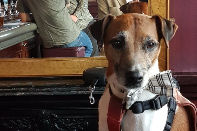James Cox's photo of a dog taking up a prime spot in a pub.