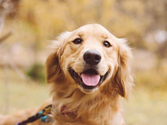 They may not be as cheerful as their close relatives, the Labrador Retriever, but the Golden Retriever isn't far behind. They adore life and will adore you - as long as you keep them well-fed. Do you have a Golden Retriever?
