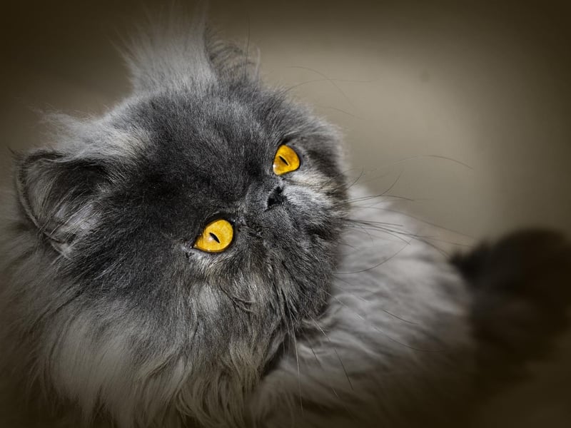 The Persian is a long-haired breed of cat characterised by a round face and short muzzle.