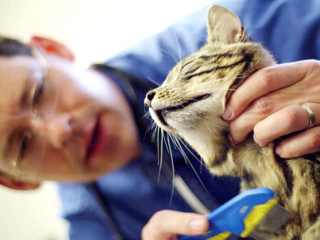 Vet David Allen, from Buckley House Vets, Hucknall,  treating local cat Sensai for fleas as part of National Vets Week in 2007.