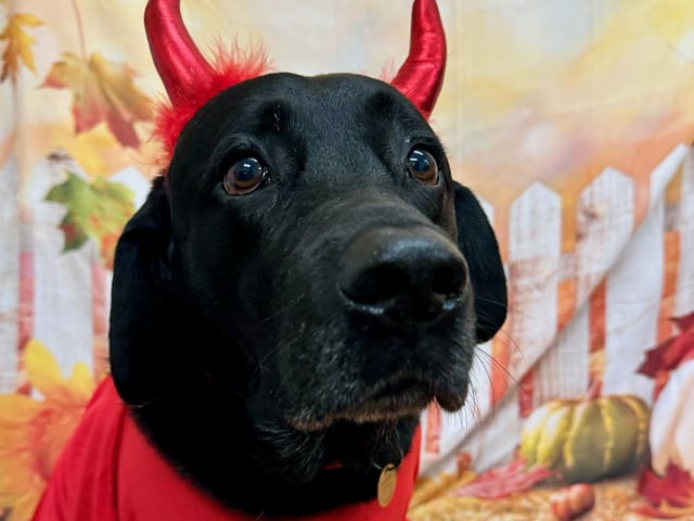 The devil was in the detail for this dog's great outfit.