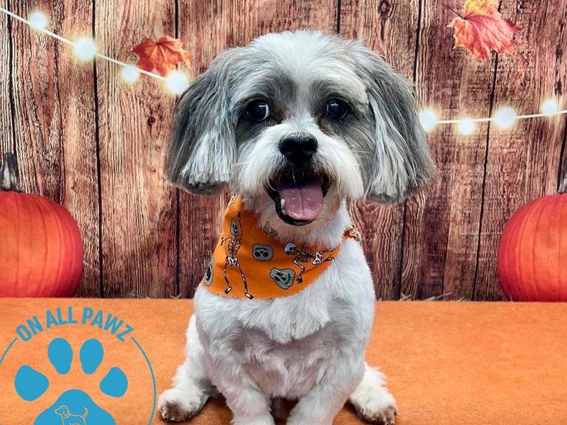 Preened pooches can pucker up for a Halloween photoshoot