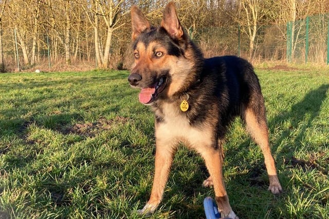 Elliot is a three year old Collie. He enjoys meeting new people and can live with older teenagers. Being an ex-farm collie, Elliot is very active and would do well with owners who could keep up with a lively boy.