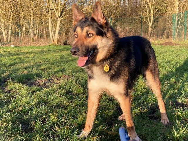 Elliot is a three year old Collie. He enjoys meeting new people and can live with older teenagers. Being an ex-farm collie, Elliot is very active and would do well with owners who could keep up with a lively boy.