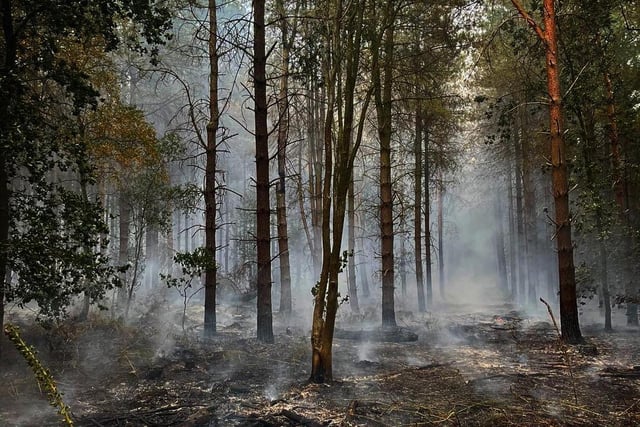 With the ground incredibly dry, woodland smoulders at the scene of the blaze, which the fire service described as "a significant forestry fire". They urged people to stay away from the area.
