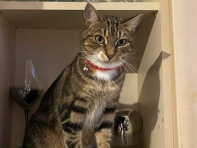 Mansfield Cat Rescue said: "Lucky is anything but! She's only young, aged just under two years, and has had so many homes already. She isn't cat or dog-friendly, she's a bit of a diva, but a very sweet cat in the right home."